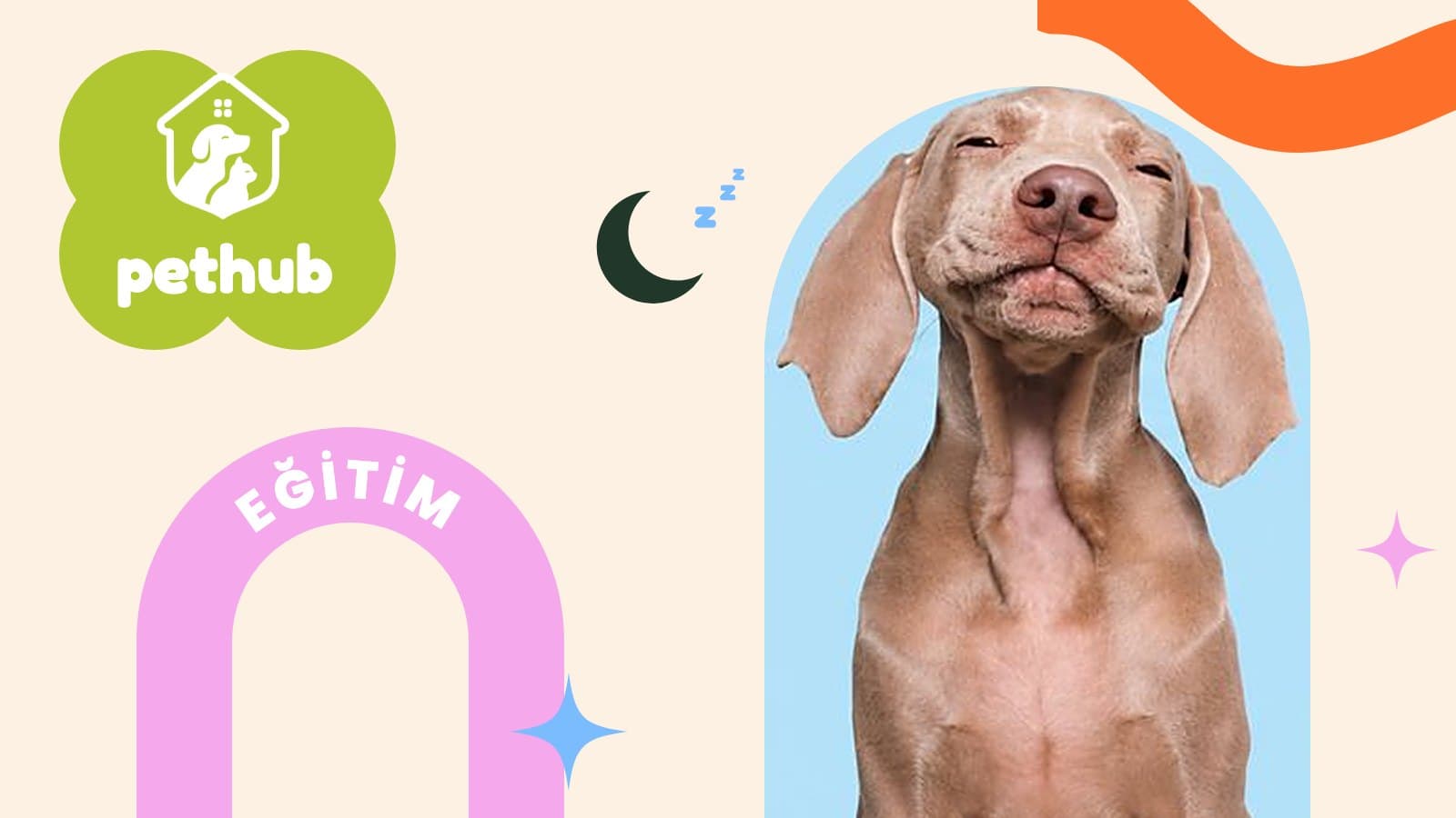Bazı Köpekler Yorulmaz, Sadece Daha Fazla Uyarılır